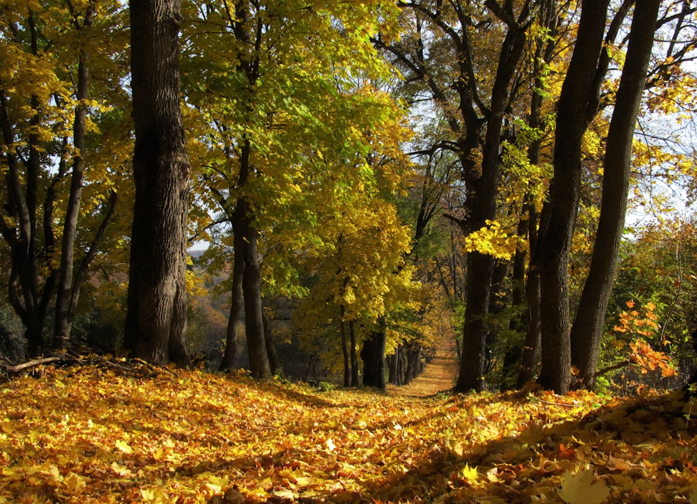 view of trees during daytime