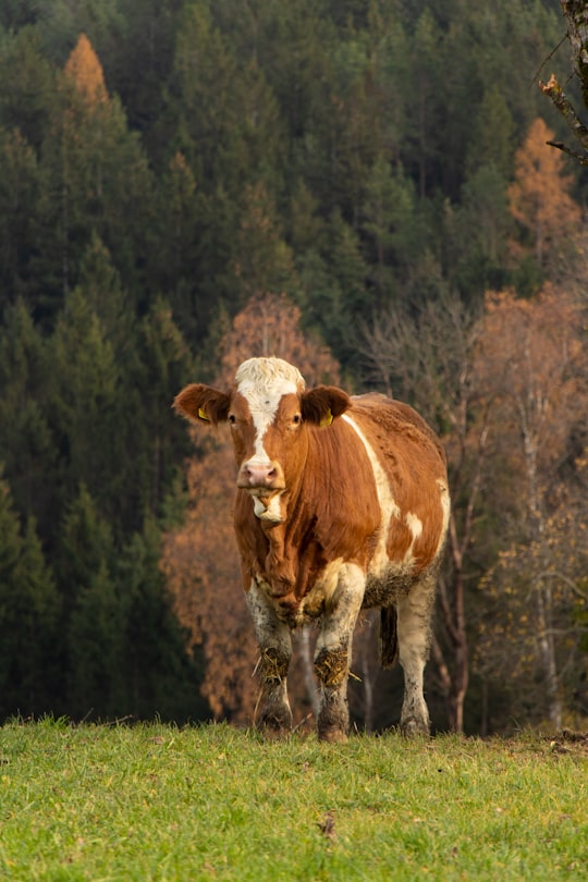 brown and white cow in Vorau Austria