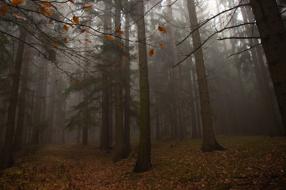 fog on woods
