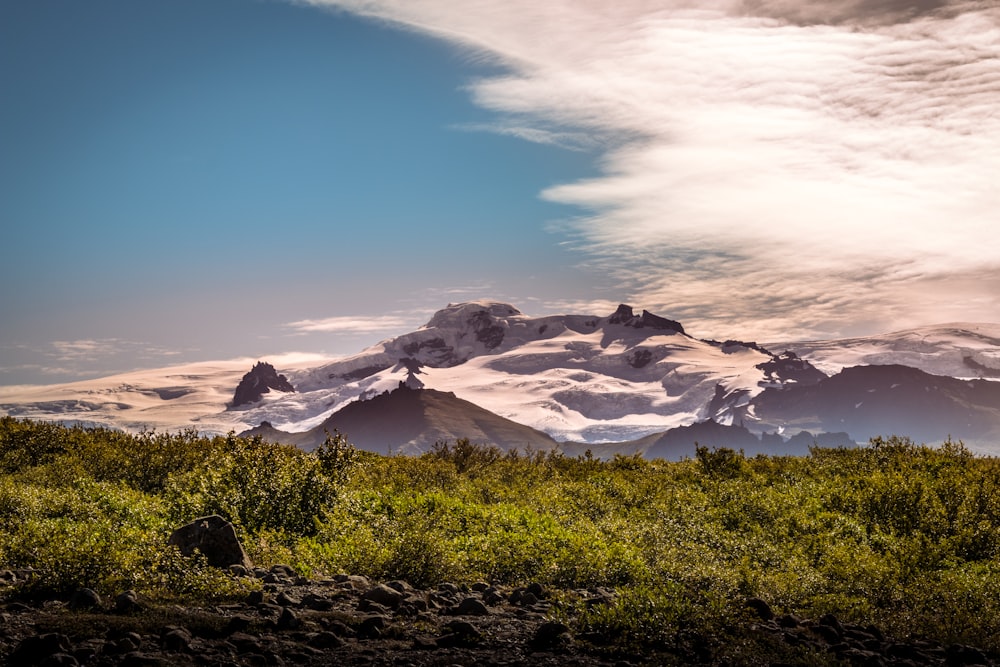 Árvores verdes na montanha