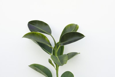 A rubber plant with broad, dark green leaves stands against a plain white background. The leaves are glossy and well-defined, creating a striking contrast with the minimalistic backdrop. The plant appears healthy and vibrant, reaching upwards with its structured stem.