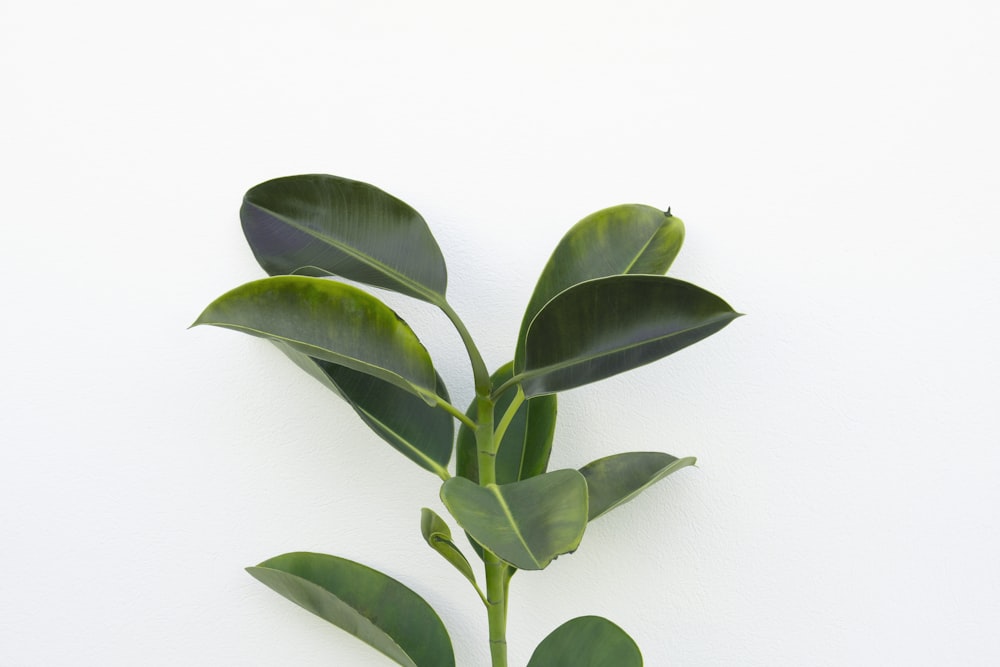 fotografia ravvicinata della pianta della gomma verde