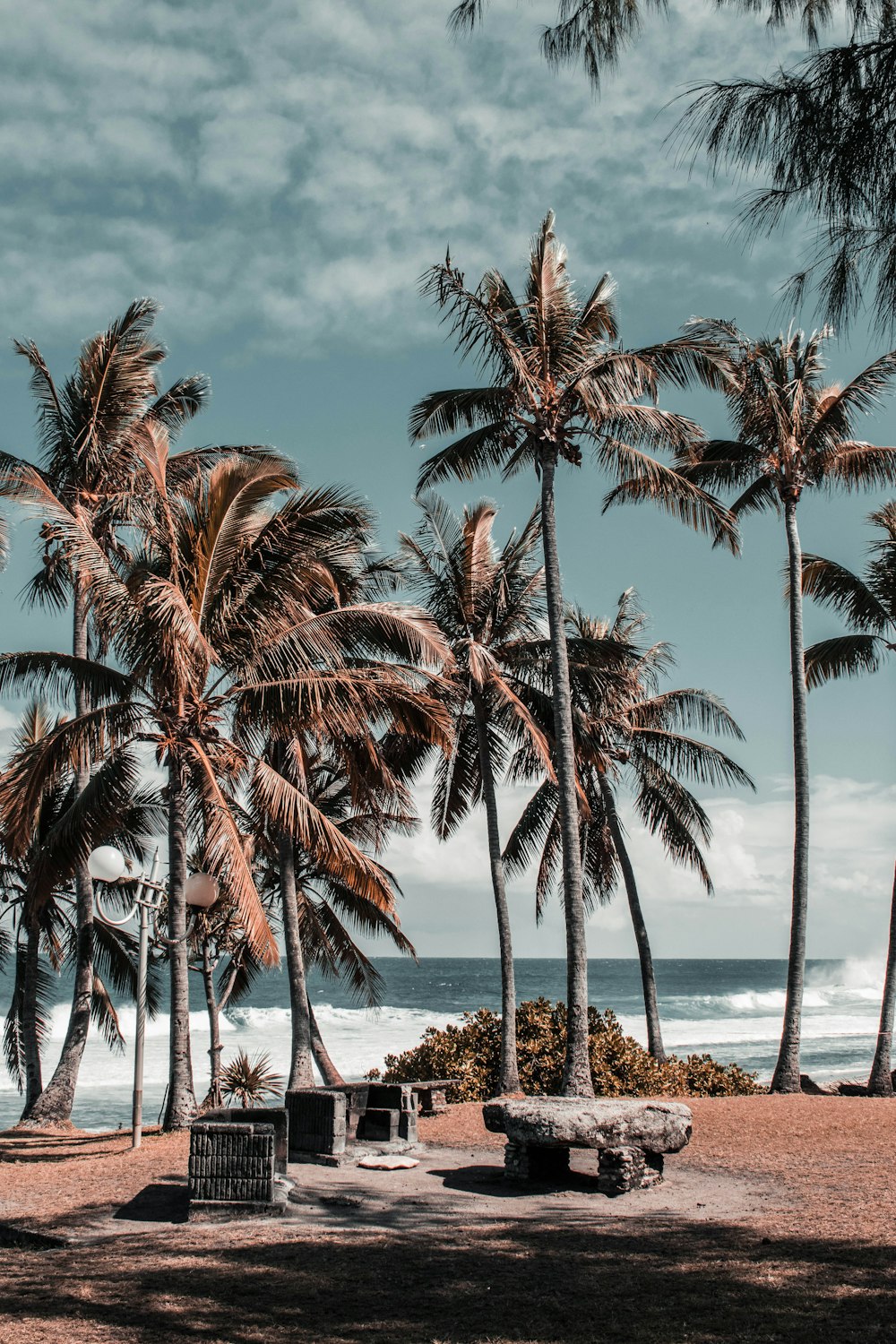 field of palm trees on shore