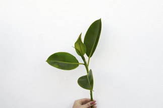Close-up of a researcher’s hand holding fresh green crop samples against a clean white lab background.