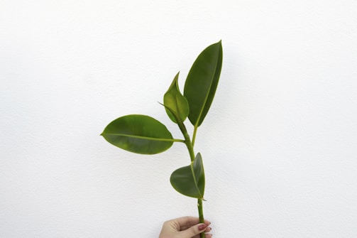 Close-up of a researcher’s hand holding fresh green crop samples against a clean white lab background.