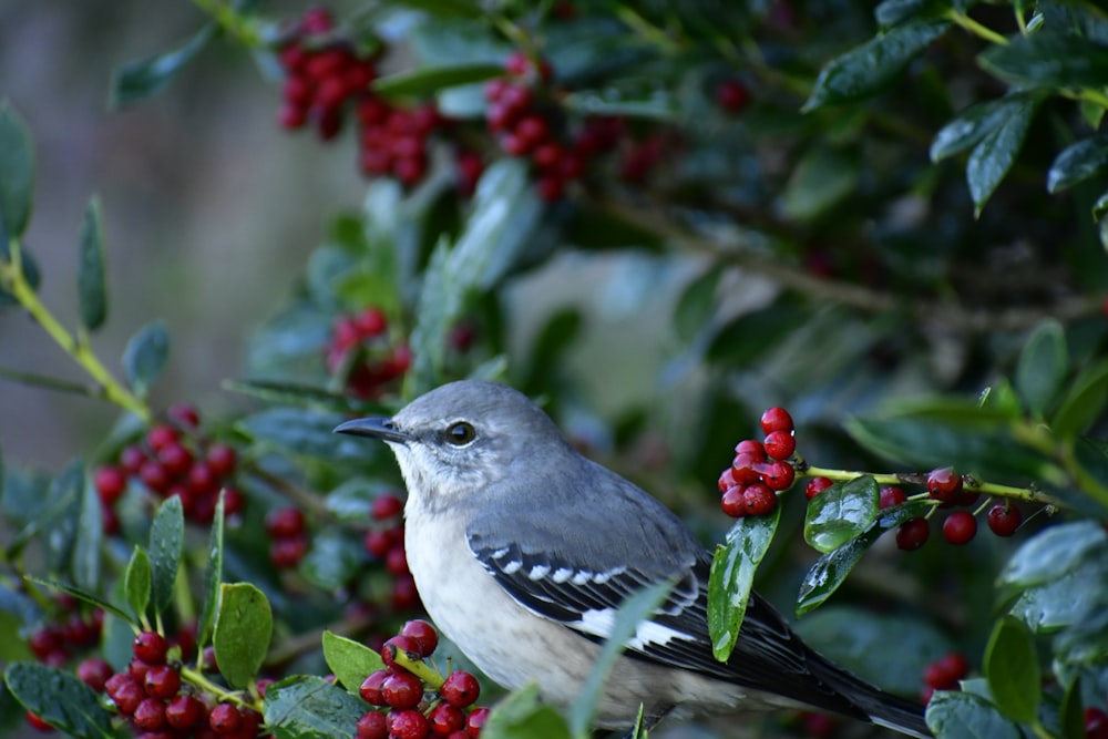 selective focus photography of mockingbird
