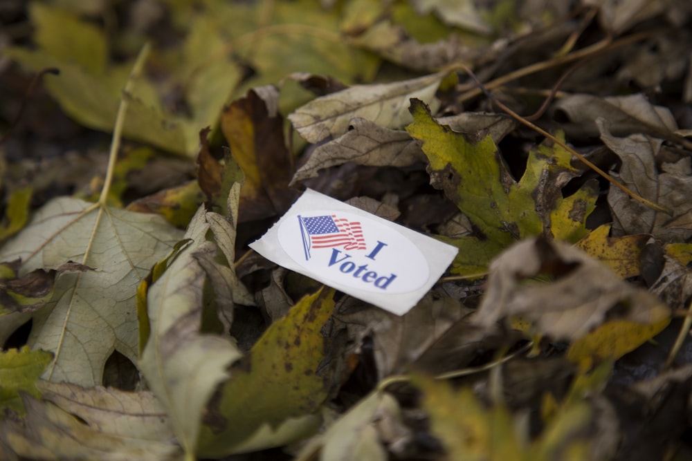 Eu votei cupom em folhas verdes e marrons durante o dia