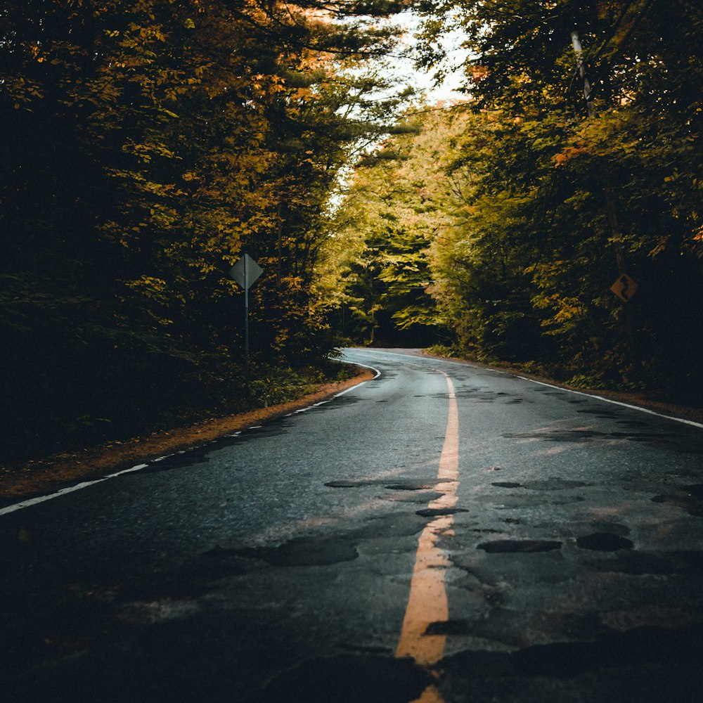 black concrete road between trees during daytime