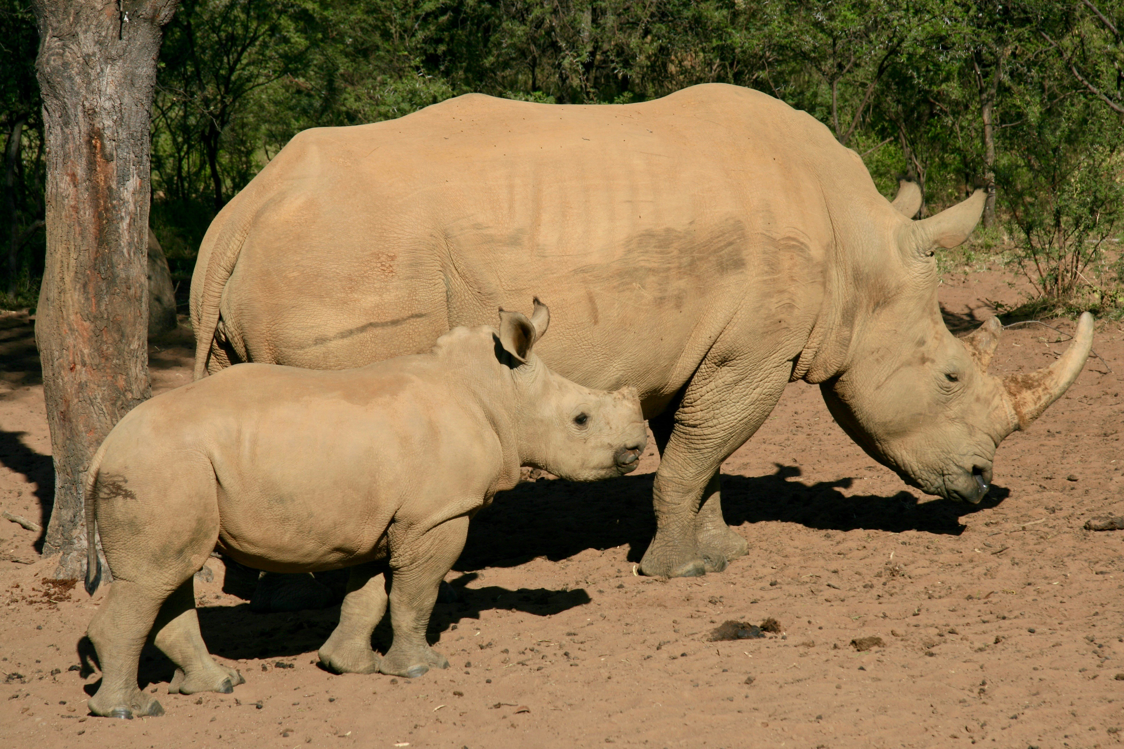 Africa Safari