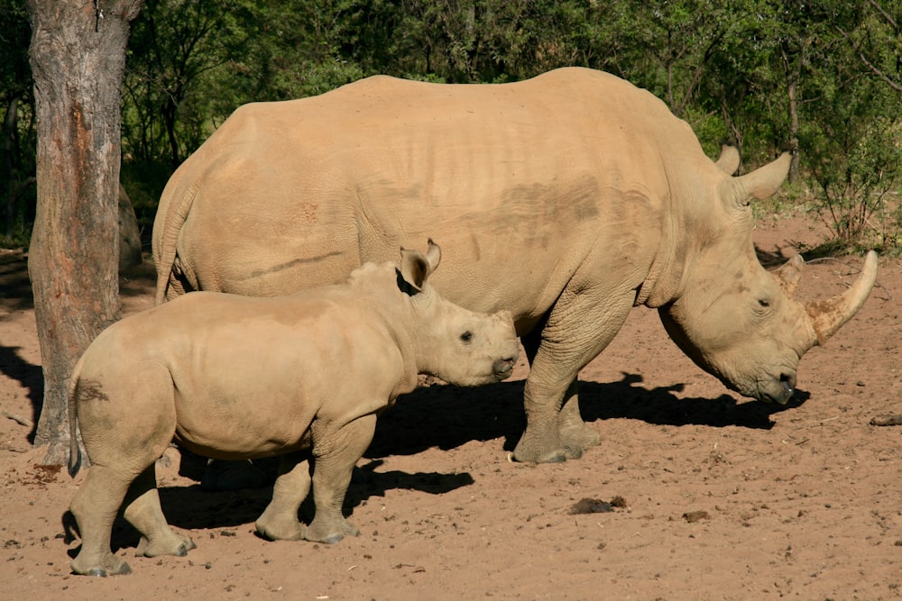 two gray rhinos
