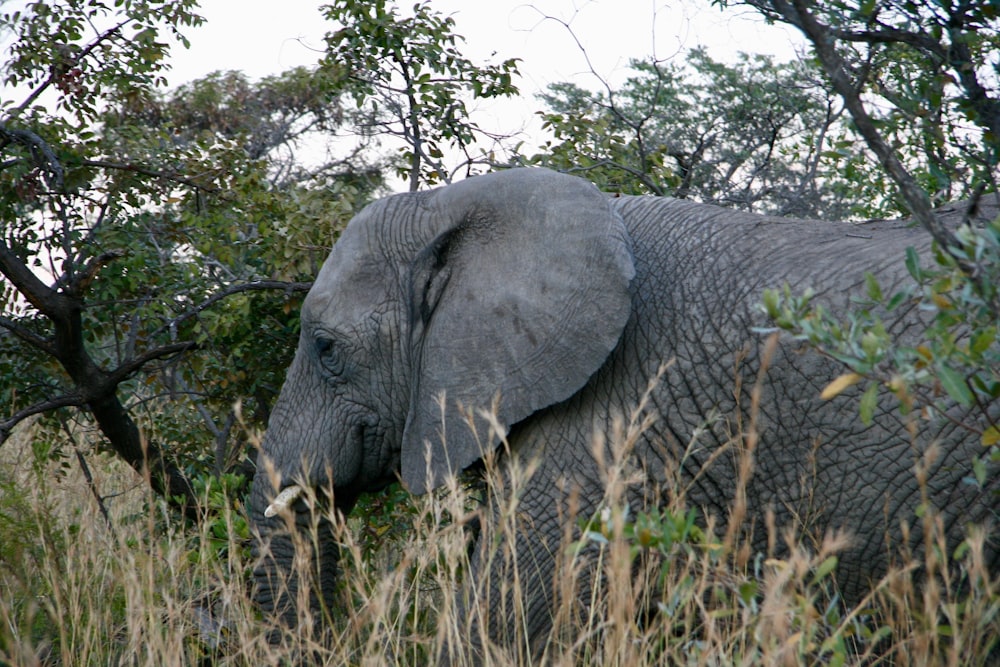 gray elephant beside trees during daytime