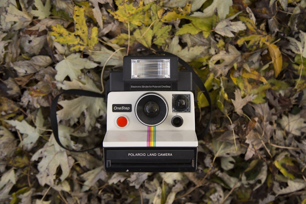 black and gray Polaroid land camera on dried leaves