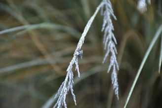 A close-up of a frost-covered plant stem, with intricate ice crystals forming along its length. The background is blurred, showcasing more green stems and a natural setting.