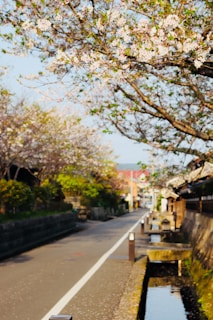 A serene street lined with cherry blossom trees in full bloom. The blossoms are a mix of white and pink hues. A quiet, narrow road runs alongside a small canal, bordered by traditional-style houses and greenery. The scene is bathed in gentle sunlight, giving it a warm, peaceful atmosphere.