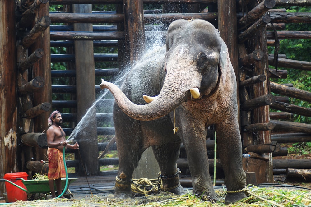 topless holding hose standing beside elephant