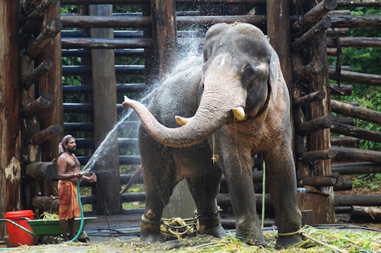 topless holding hose standing beside elephant in Kodanad India