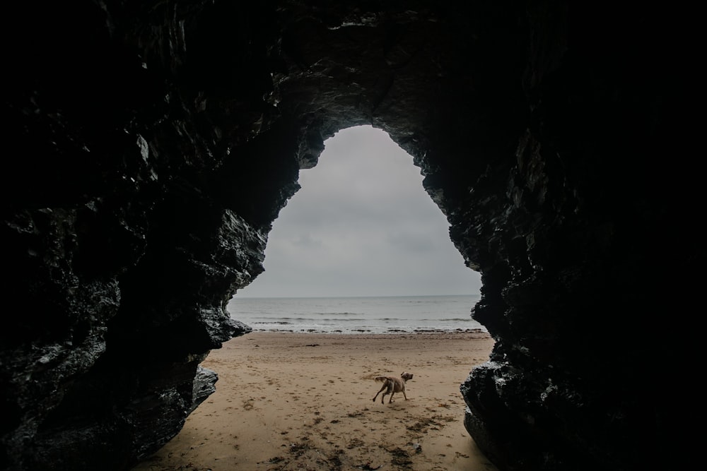 dog running on sand beach near cave