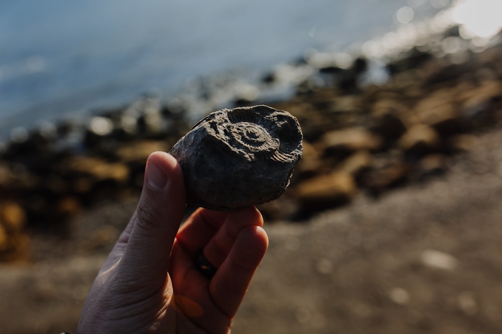 selective focus photography of person holding stone