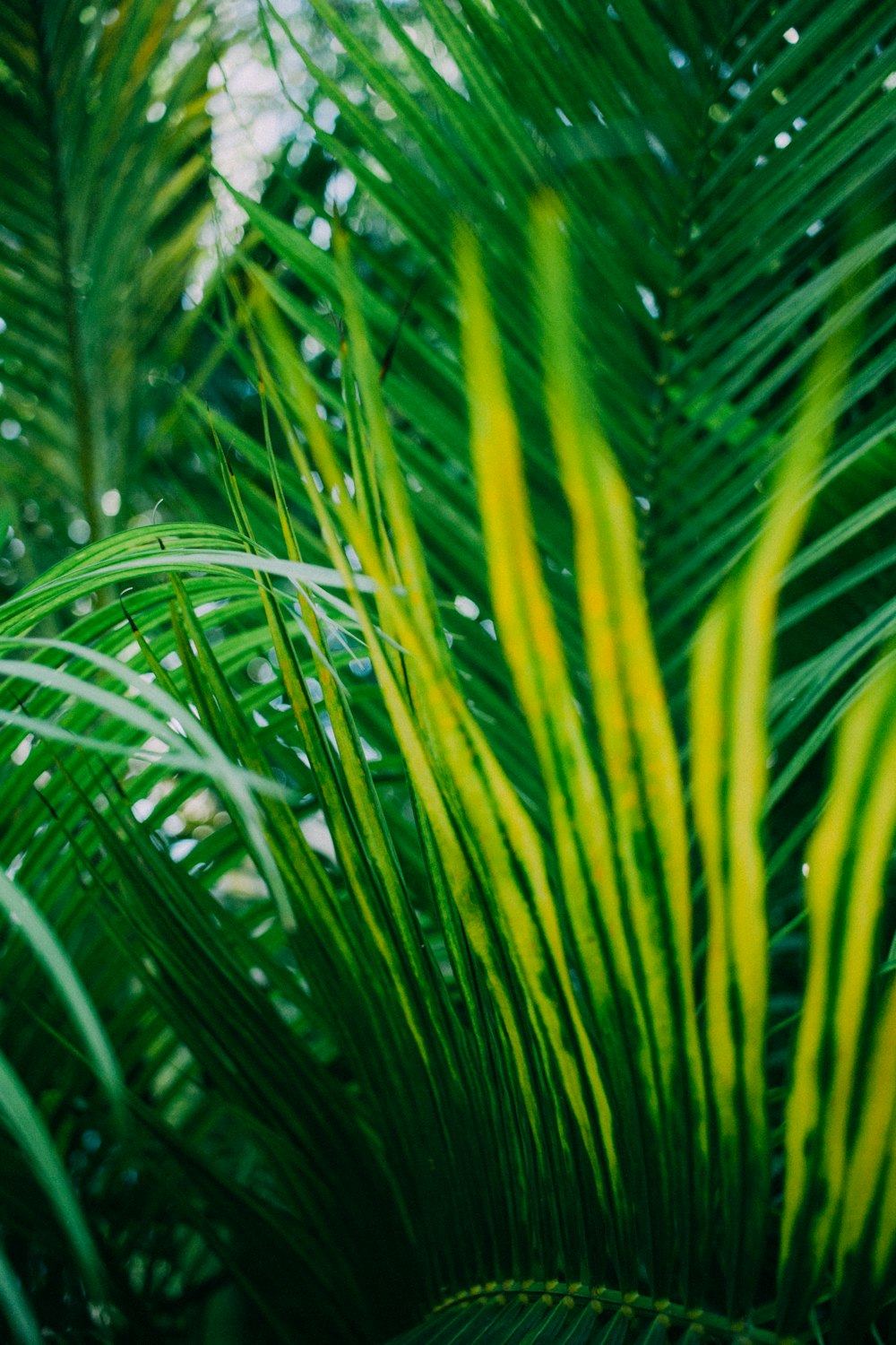 green-leafed plant