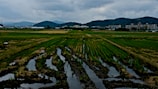 An expansive and well-maintained farmland stretches out with neat rows of crops. The field appears wet, possibly due to recent rain, with standing water enhancing the verdant green of the plants. In the distance, a town with several buildings lies at the foot of gently rolling hills under a cloudy sky, suggesting an overcast day.