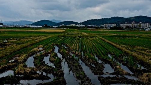 An expansive and well-maintained farmland stretches out with neat rows of crops. The field appears wet, possibly due to recent rain, with standing water enhancing the verdant green of the plants. In the distance, a town with several buildings lies at the foot of gently rolling hills under a cloudy sky, suggesting an overcast day.