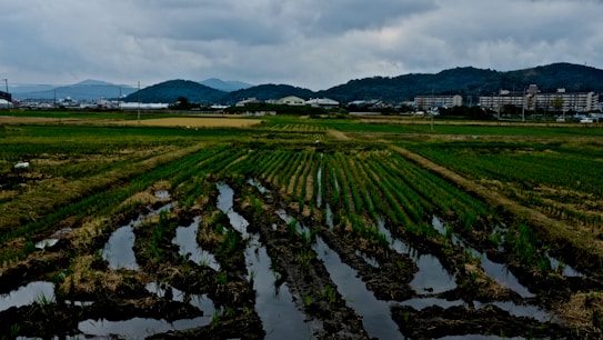 An expansive and well-maintained farmland stretches out with neat rows of crops. The field appears wet, possibly due to recent rain, with standing water enhancing the verdant green of the plants. In the distance, a town with several buildings lies at the foot of gently rolling hills under a cloudy sky, suggesting an overcast day.