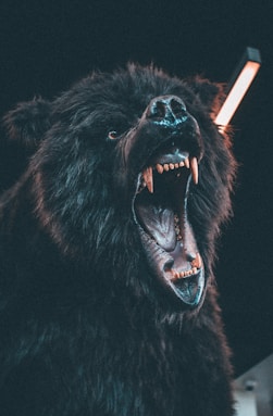Health Vibes - Sleep Deprivation affects our mental health, makes us irritable like a bear