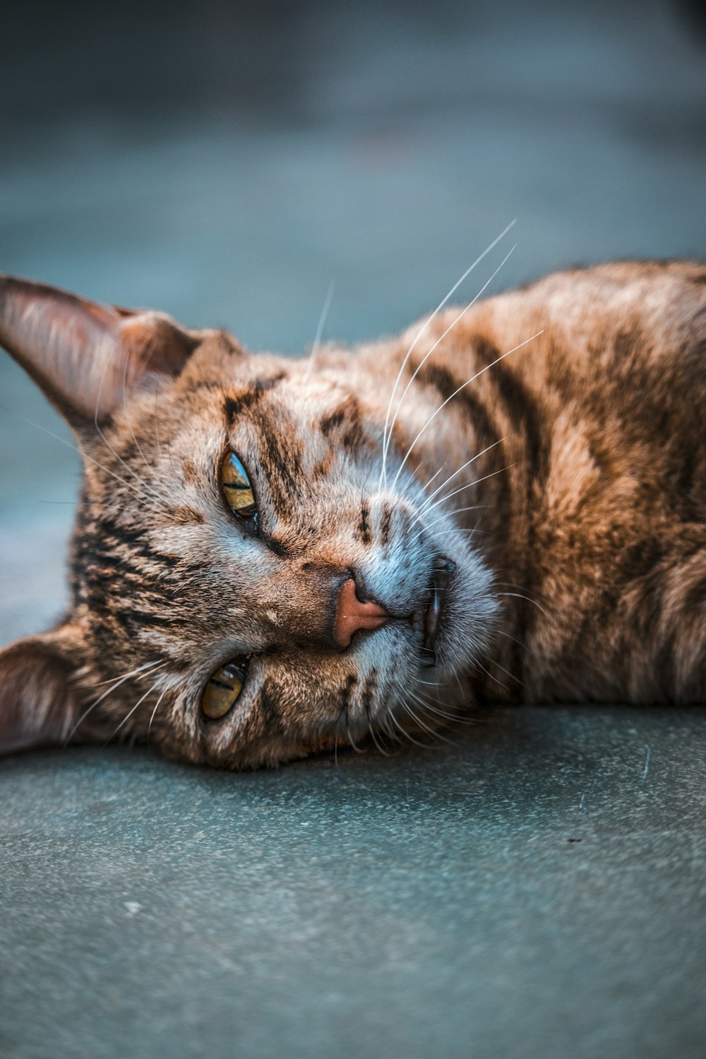 adult gray cat close-up photography