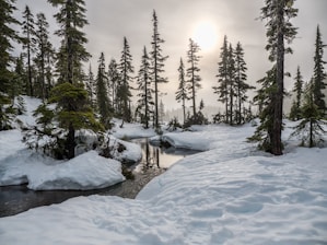 field of trees near body of water