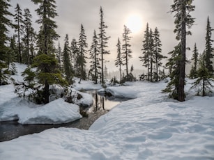 field of trees near body of water