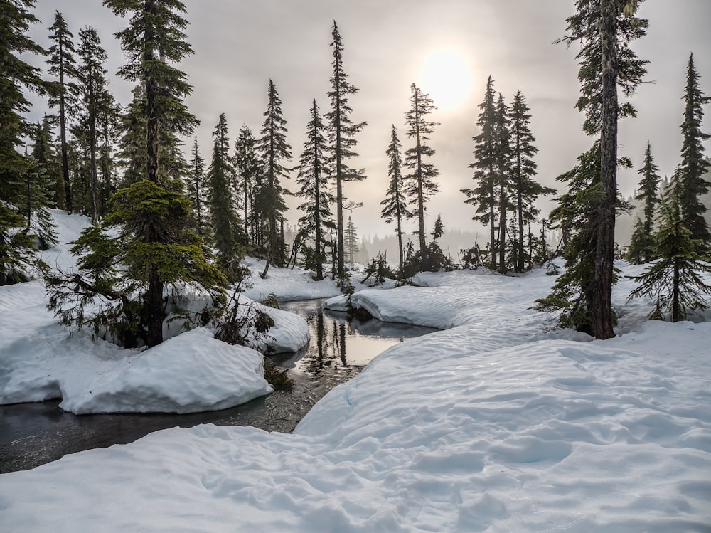 field of trees near body of water