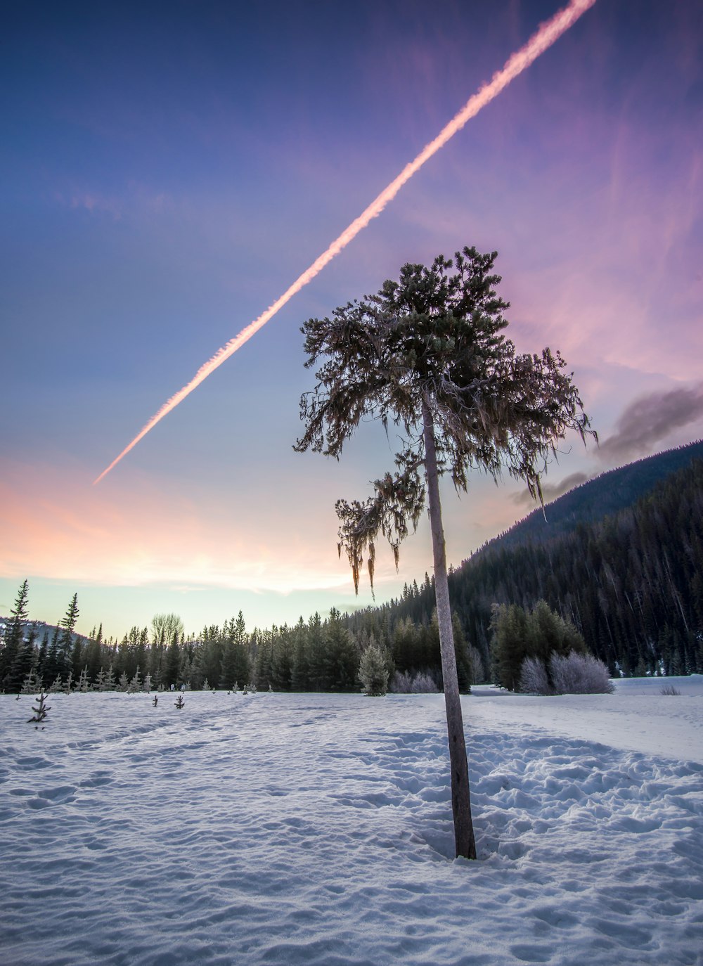 green tree on snow covered area