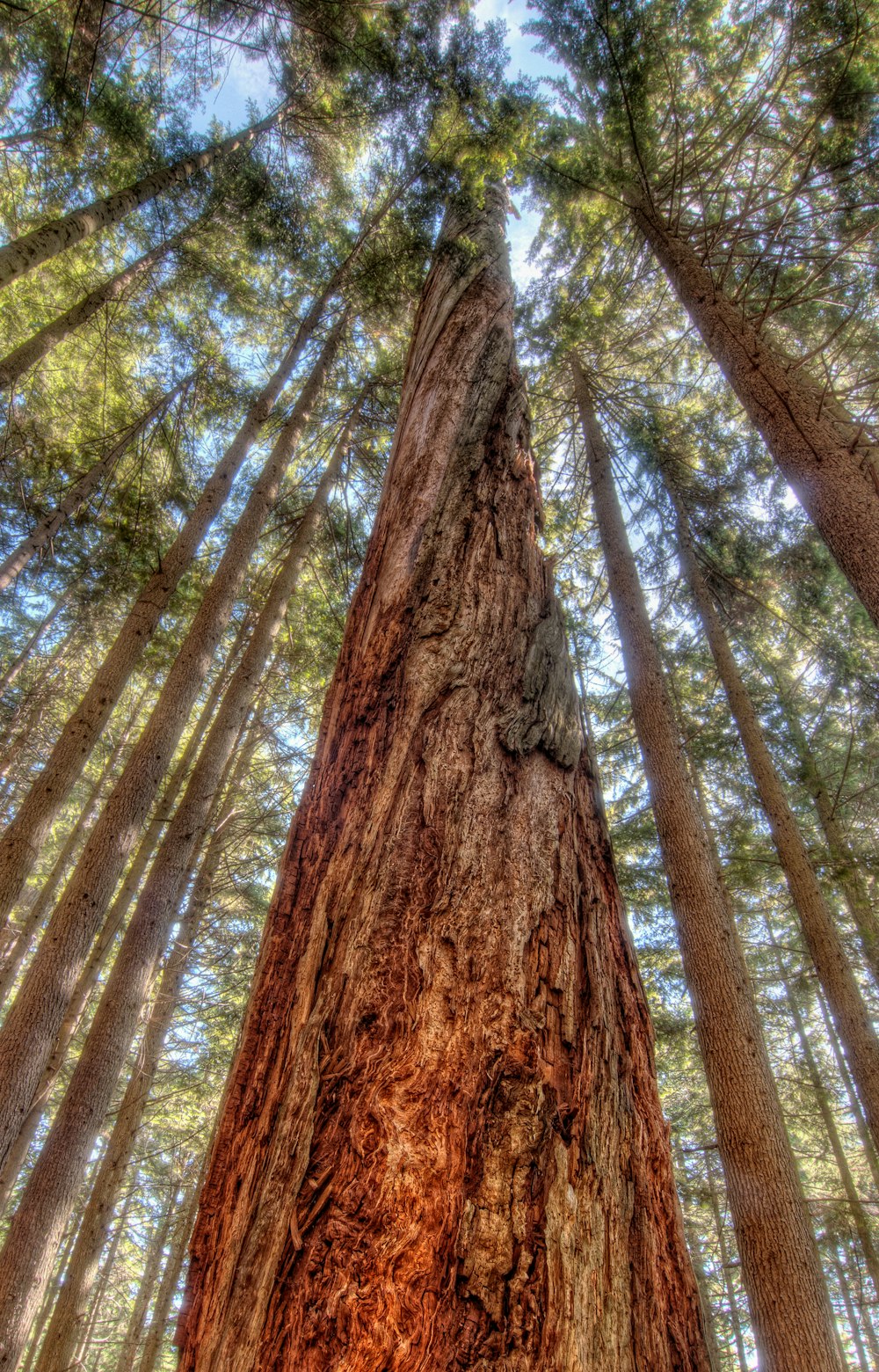 green-leafed trees