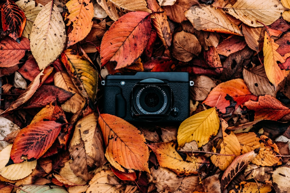 Fotocamera nera su foglie secche