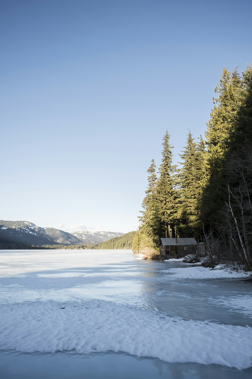 field of trees beside snow ground