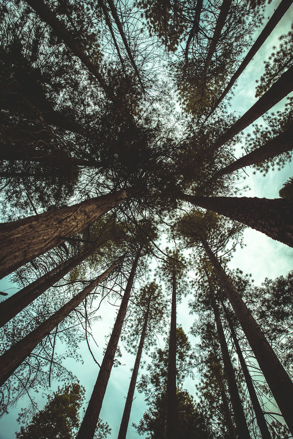 green trees under white sky low angle photography