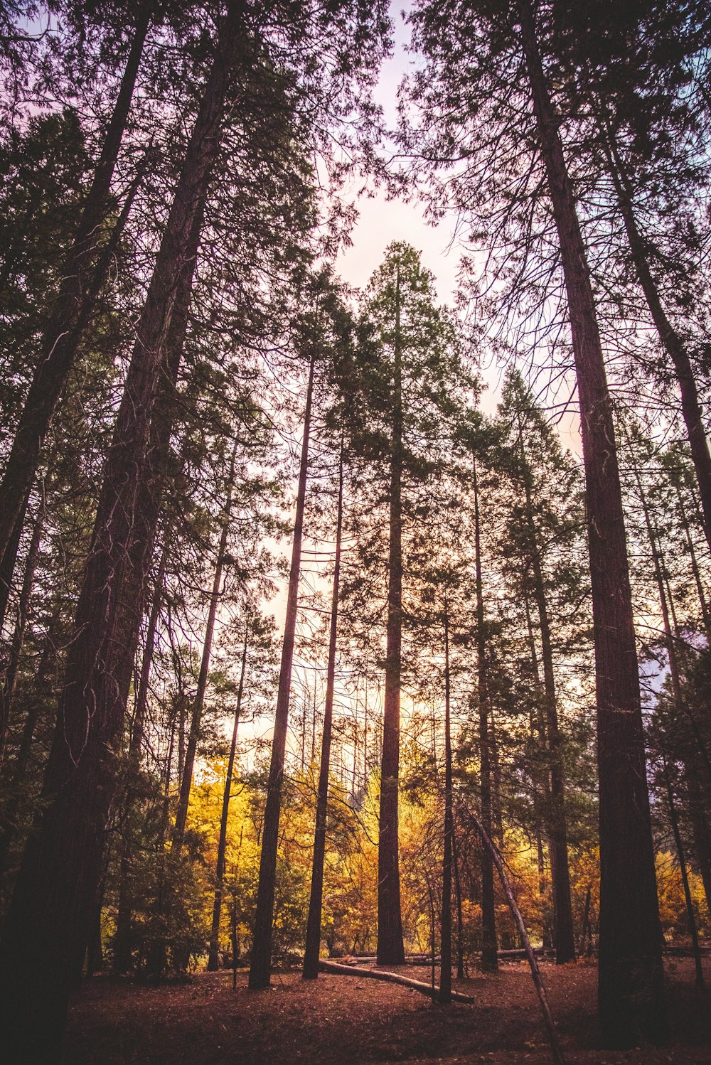 forest field during daytime