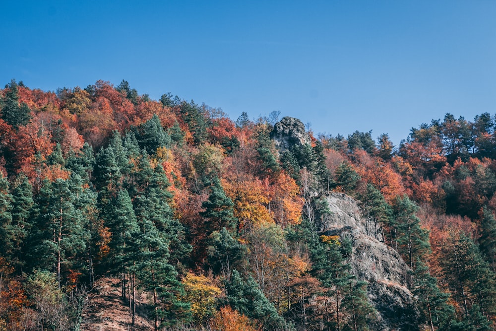 green and brown trees at daytime