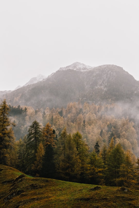 mountain with brown trees in Rieserferner-Ahrn Nature Park Italy