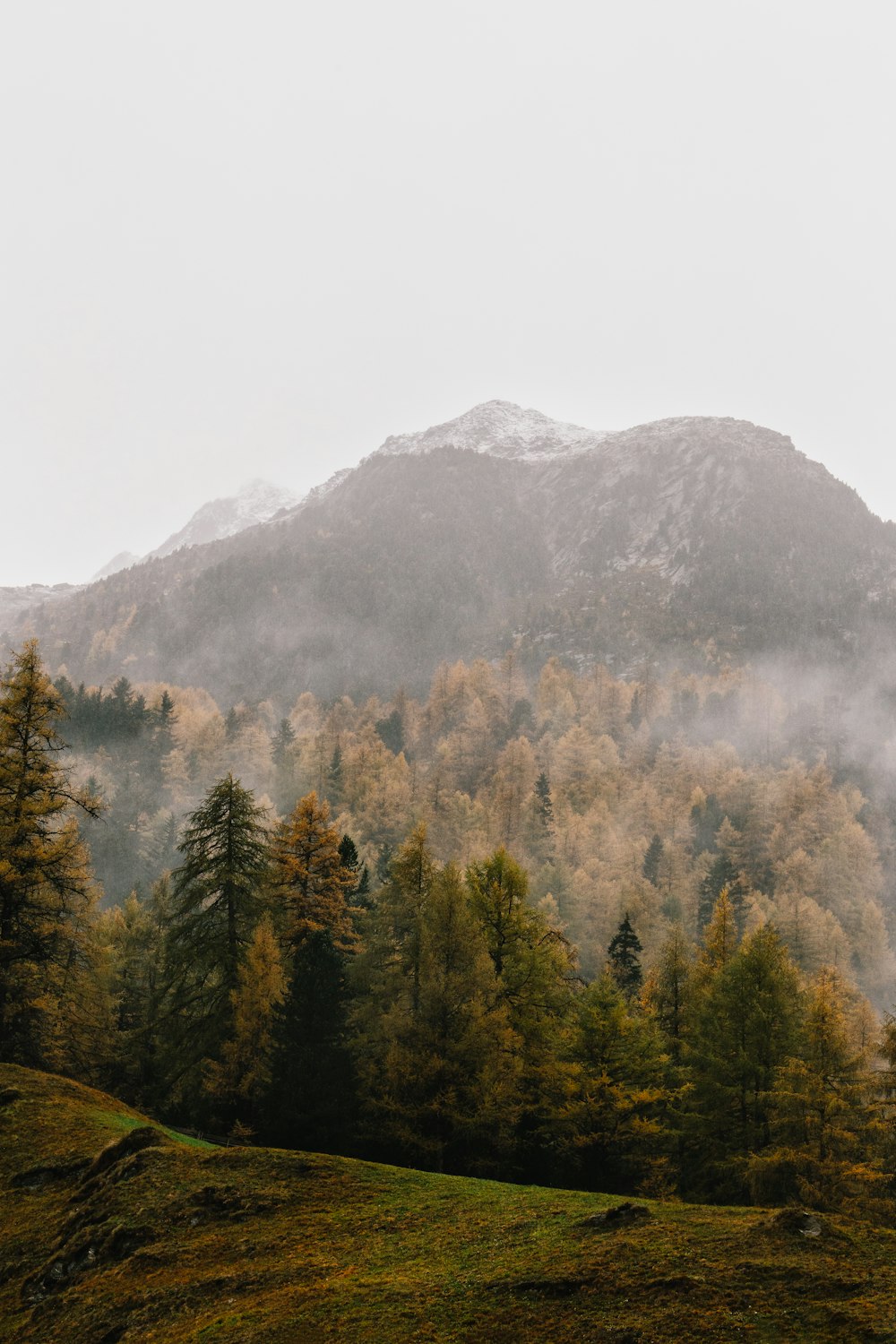 mountain with brown trees