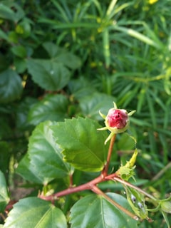 A budding rose with a closed, pink flower head surrounded by green sepals. The plant features glossy, deep green leaves and a reddish-brown stem with visible thorns. The background consists of soft-focus greenery, suggesting a lush garden setting.