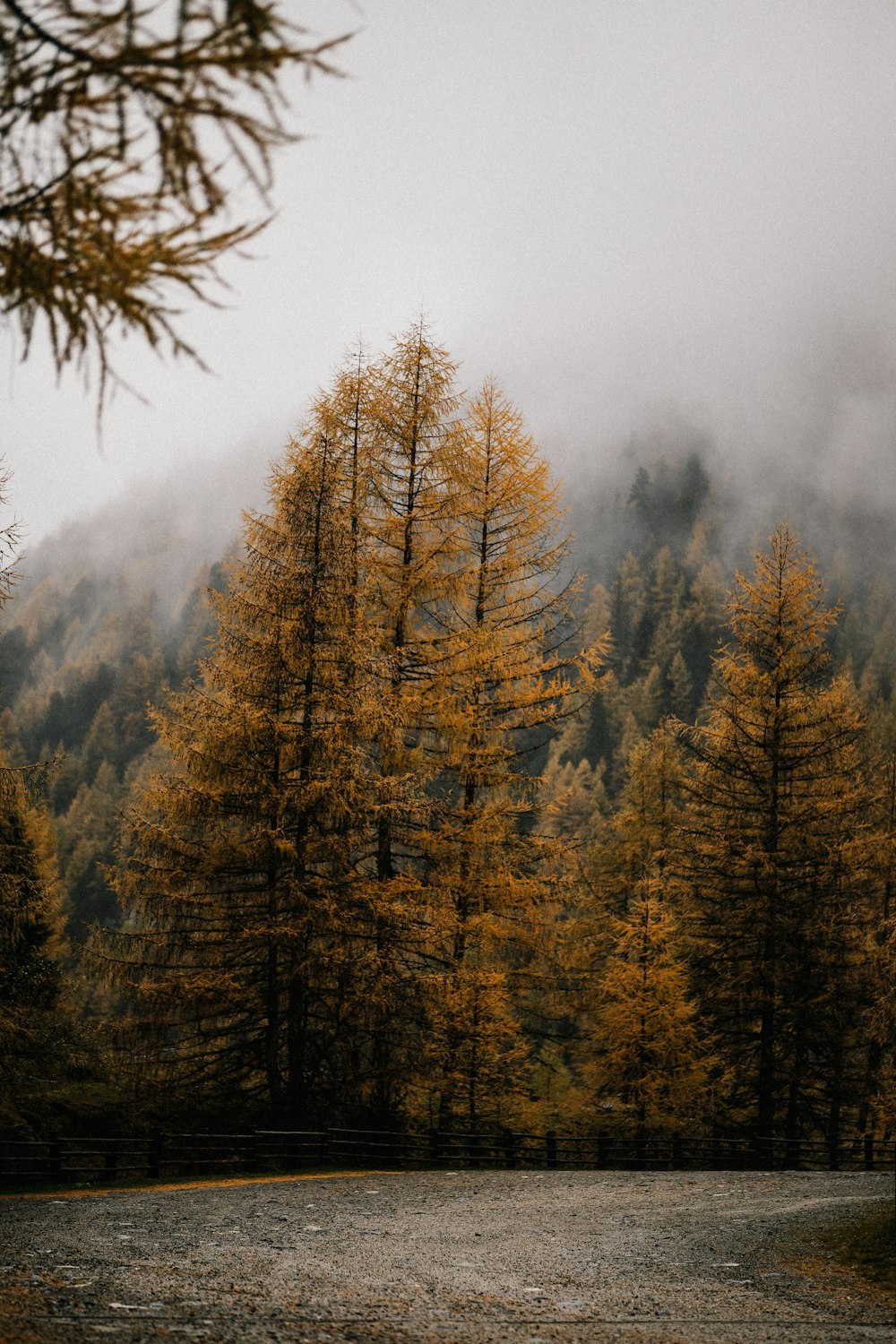 brown and green pine trees near mountain during daytime