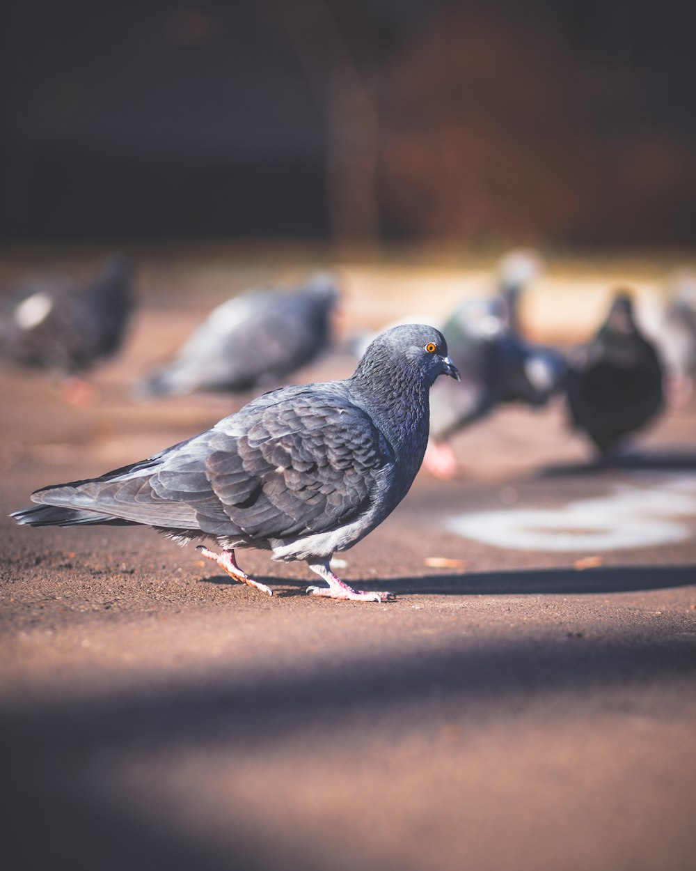 selective focus photography of gray dove