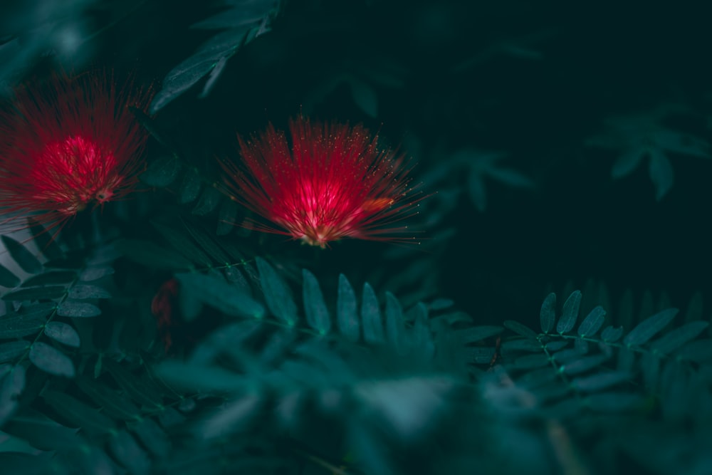 selective focus photography of red flower