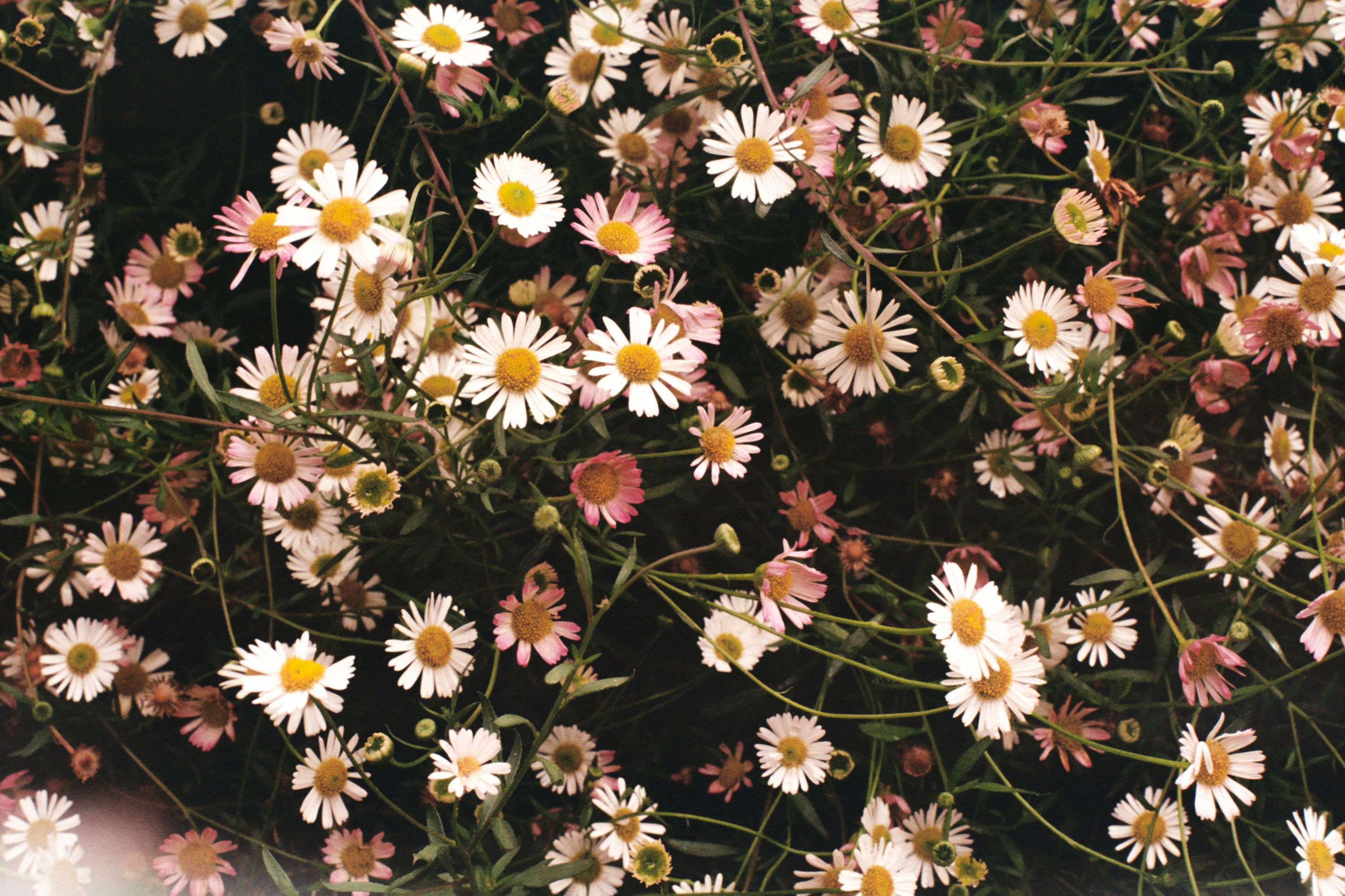 Pink Daisy Pictures | Download Free Images on Unsplash