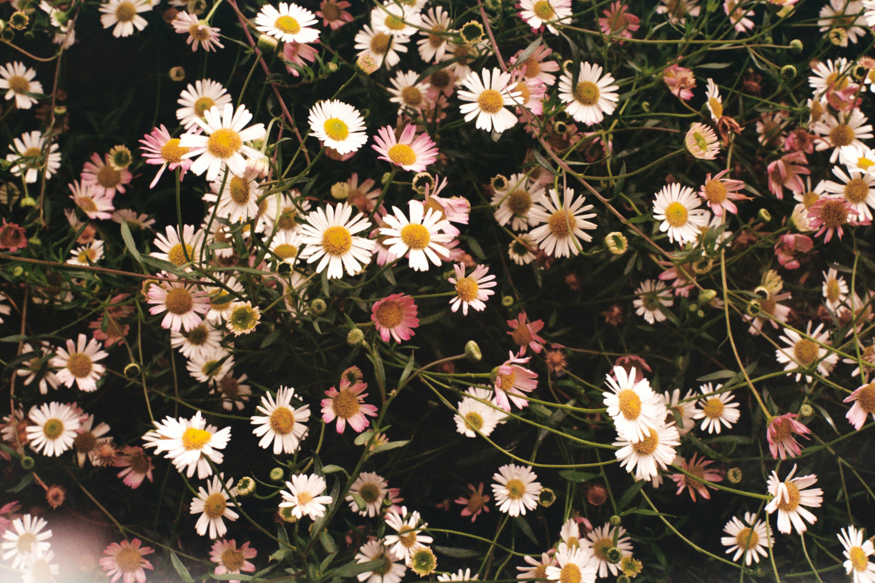 white petaled flower plants