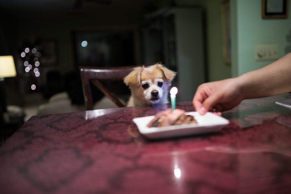 dog sitting in front of table