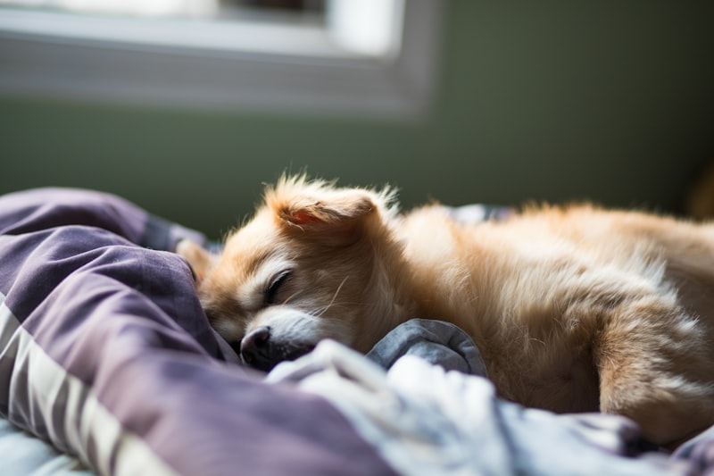 Hund schlaeft entspannt auf einem Bett
