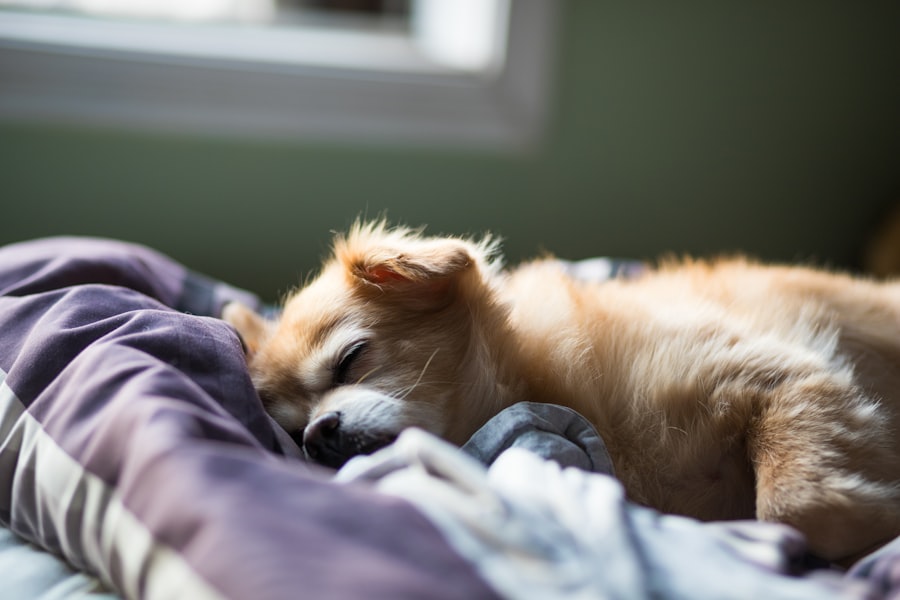 Golden retriever resting calmly on a dog bed on the floor at home