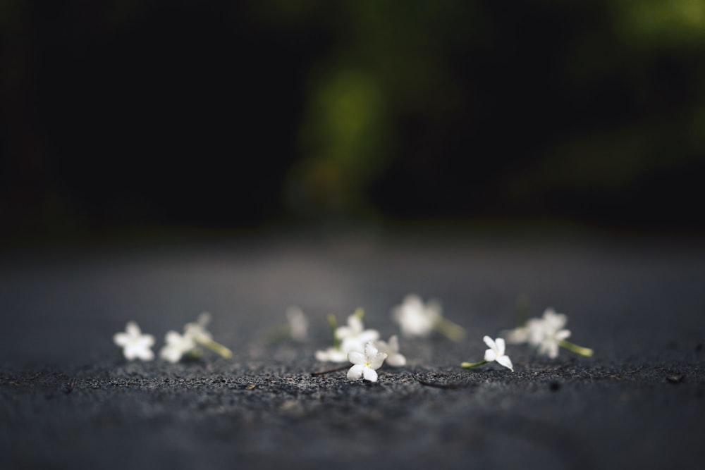 fleurs à pétales blancs sur le sol